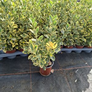 Fusain Euonymus pot 10