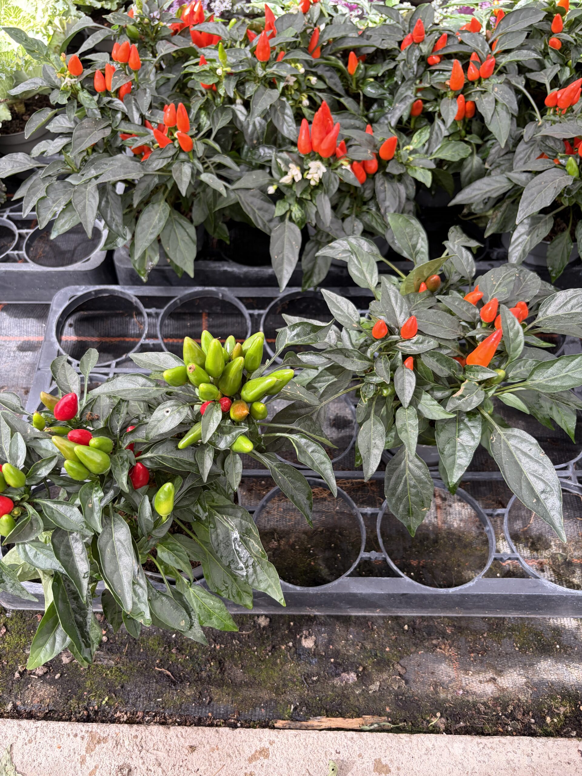 Capsicum pot 10