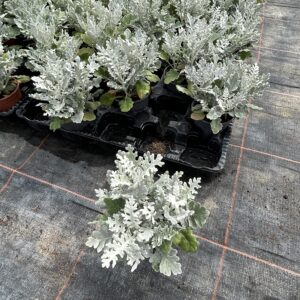 Cineraire maritime pot 10