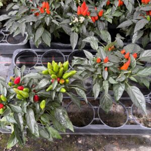 Capsicum pot 10