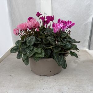 MINI-CYCLAMEN X3 (COUPE 23CM)