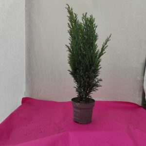 ELWOODI Chamarcyparis pot 10