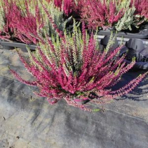 CALLUNA POT 15 BIC