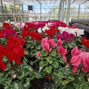 CYCLAMEN POT 13