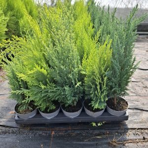 CHAMAECYPARIS MIX pot 10