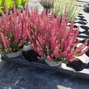 CALLUNA POT 11