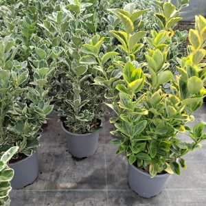 Fusain Euonymus pot 17