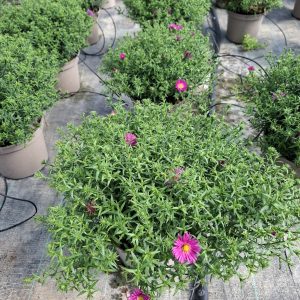 ASTER POT 17