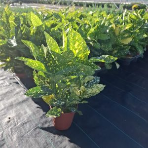 AUCUBA pot 13