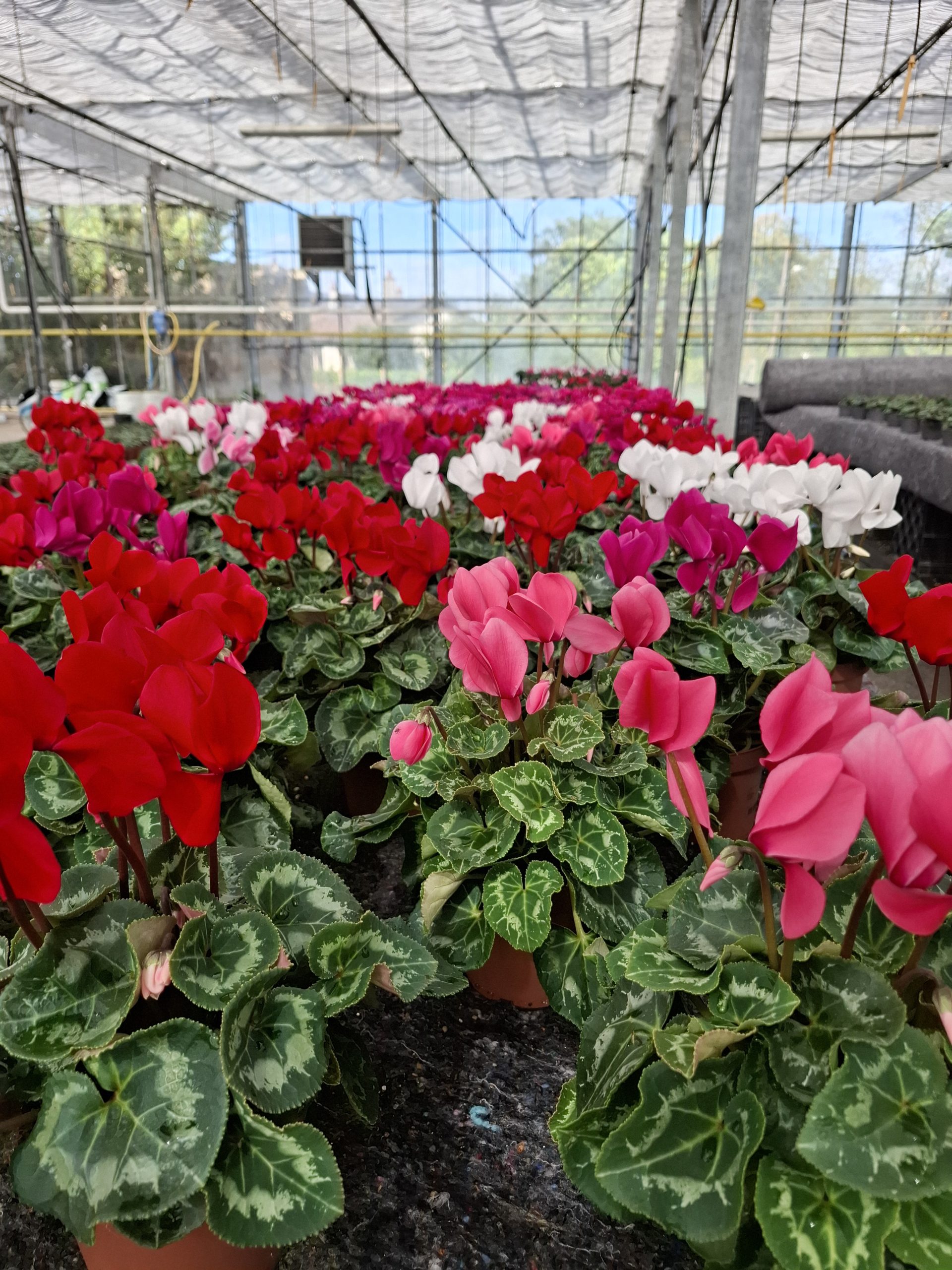 CYCLAMEN POT 13