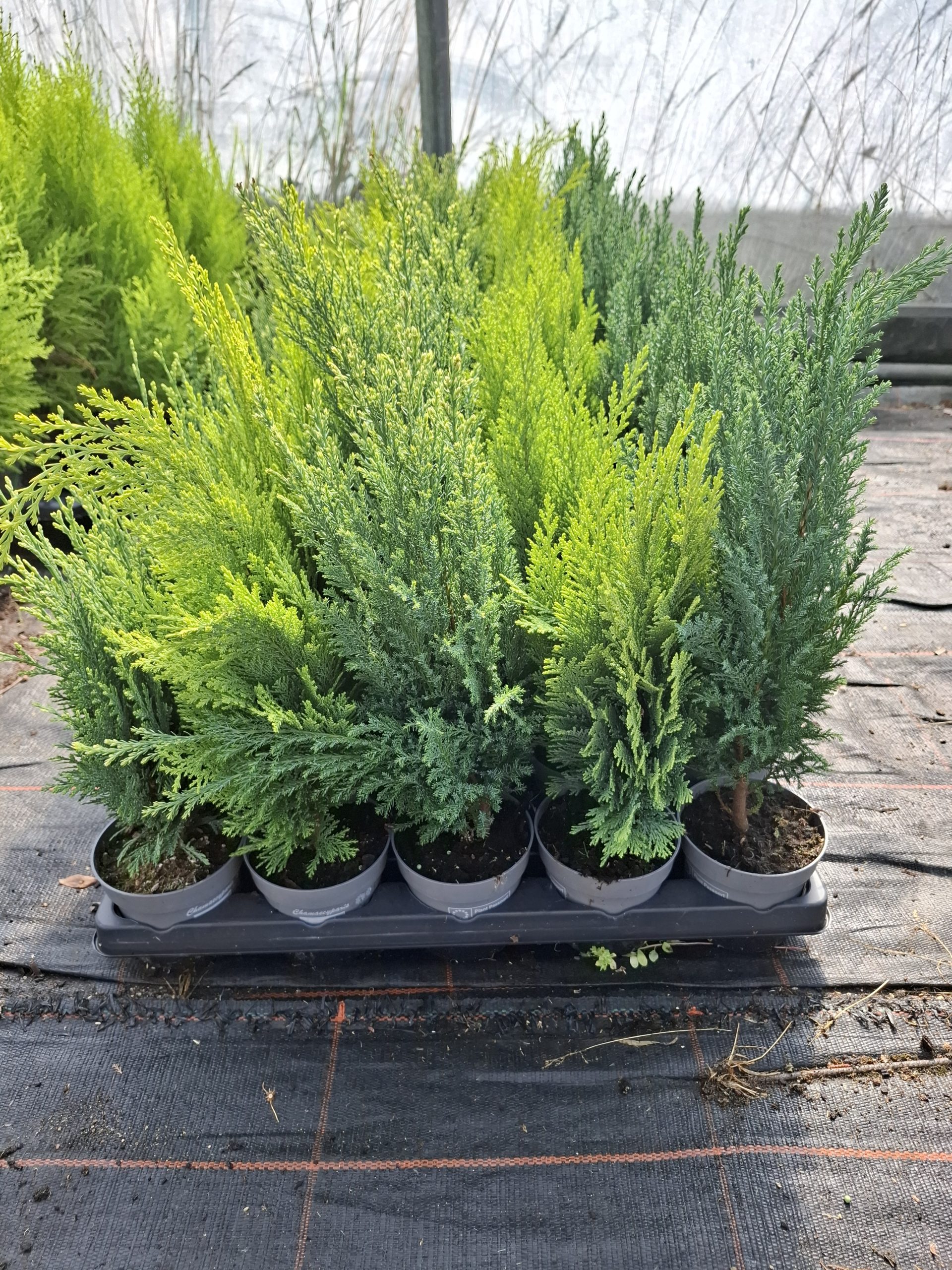 CHAMAECYPARIS MIX pot 10