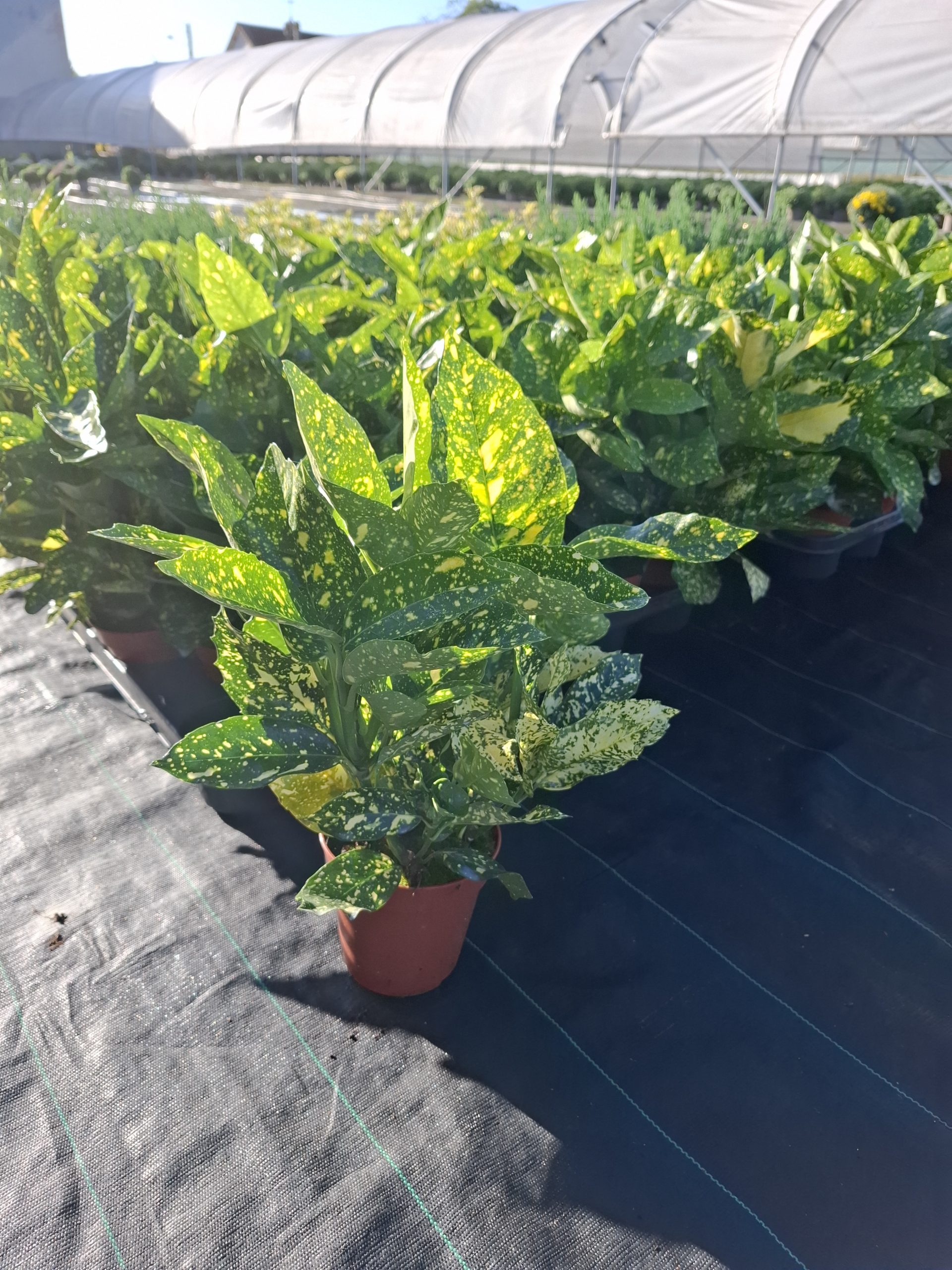 AUCUBA pot 13