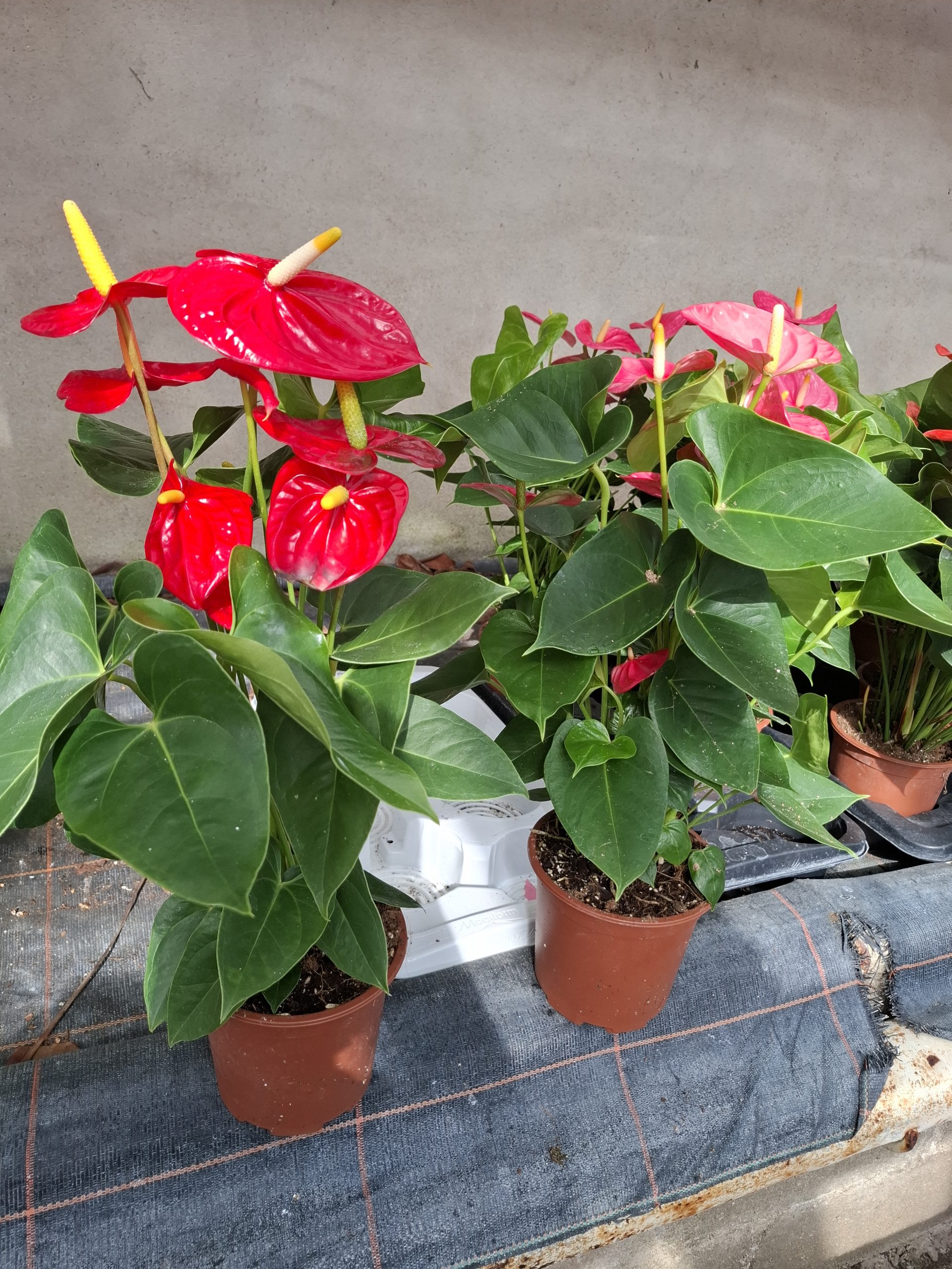 Anthurium  - pot 17