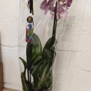 Phalaenopsis pot 12
