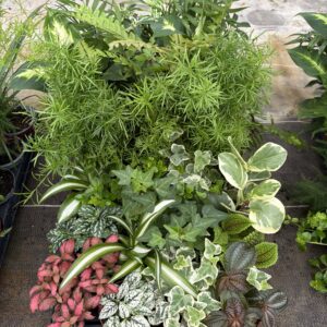 Plante verte pot 9