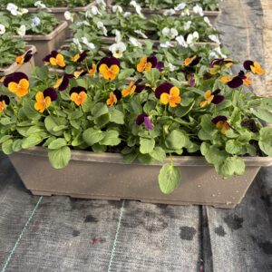 PENSEE JARDINIER 40