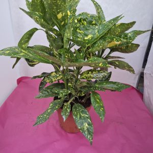 AUCUBA pot 15