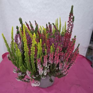 CALLUNA POT 17 trio
