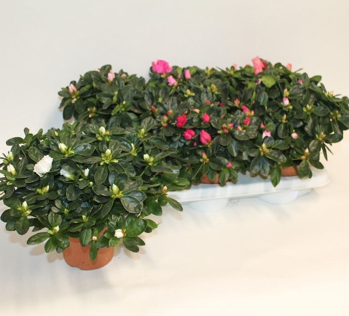 AZALEE INDCA POT 14 D 22/25
