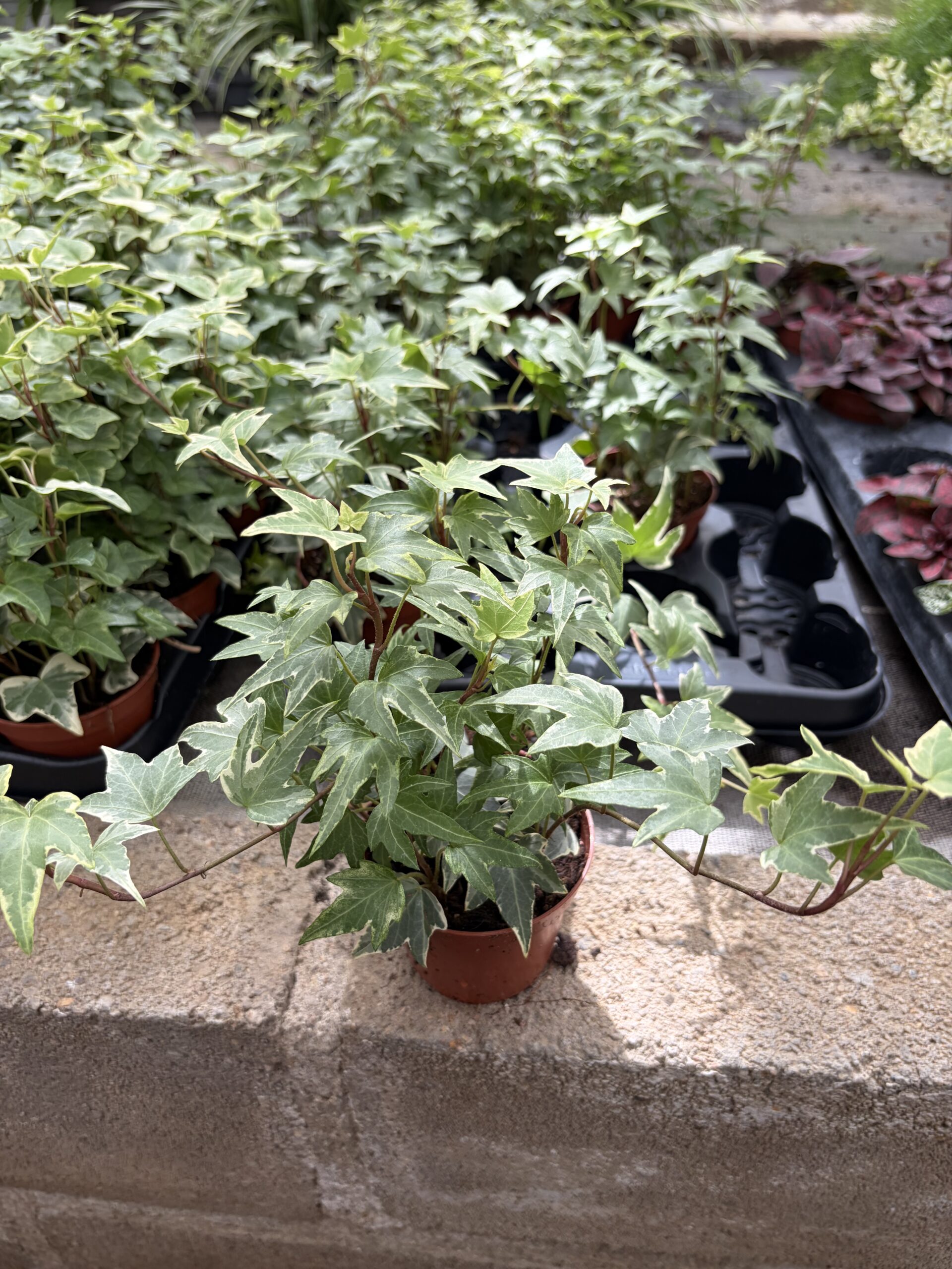 HEDERA POT 9