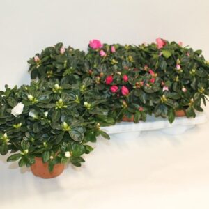 AZALEE INDCA POT 14 D 22/25