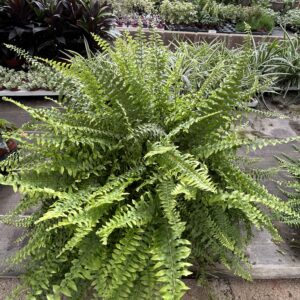 Nephrolepis pot 17