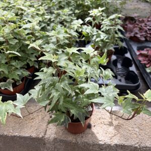 HEDERA POT 9
