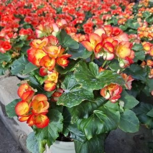 BEGONIA ELATIOR POT 17