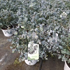 Eucalyptus pot 19
