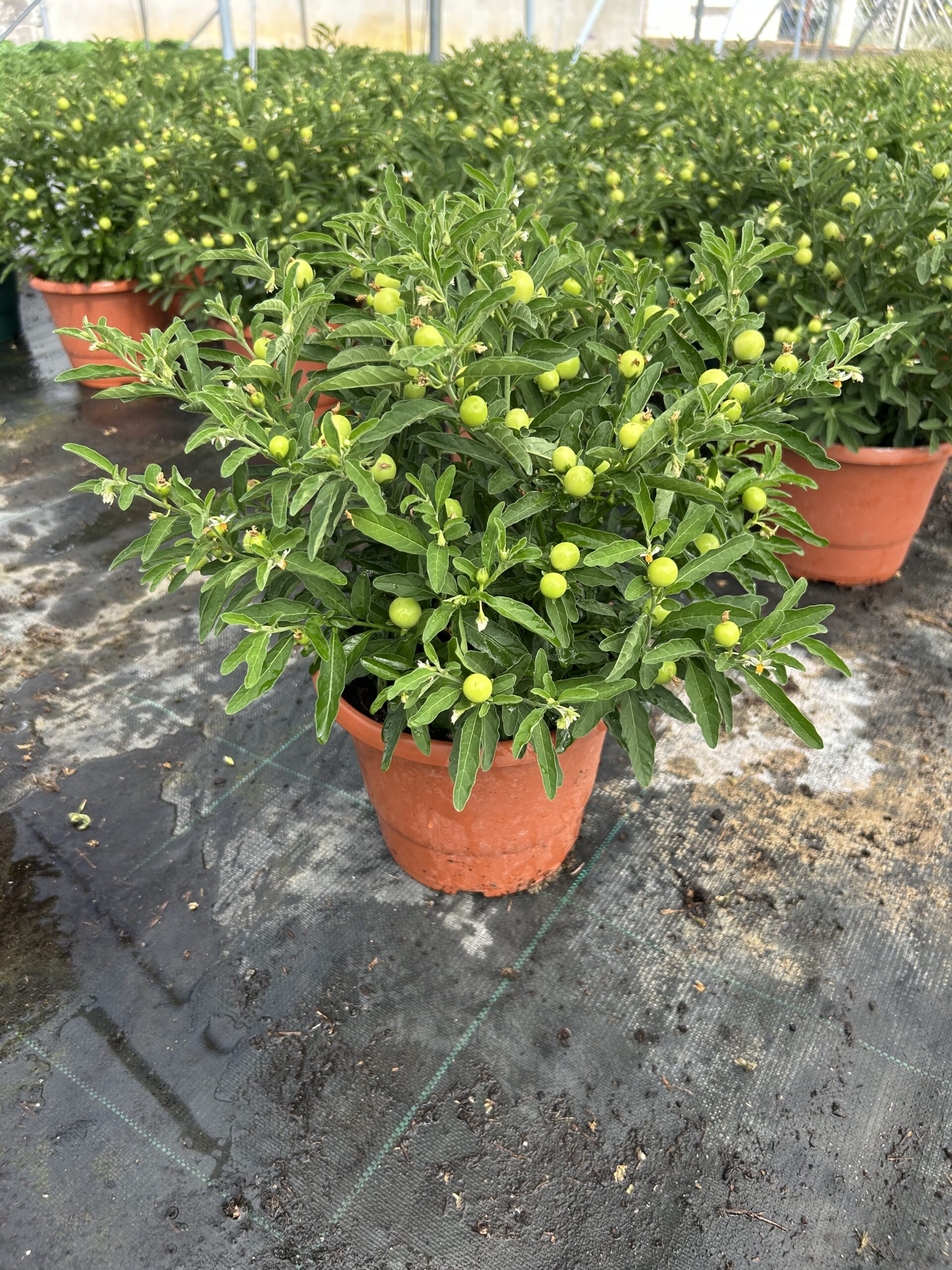 Solanum pot 17
