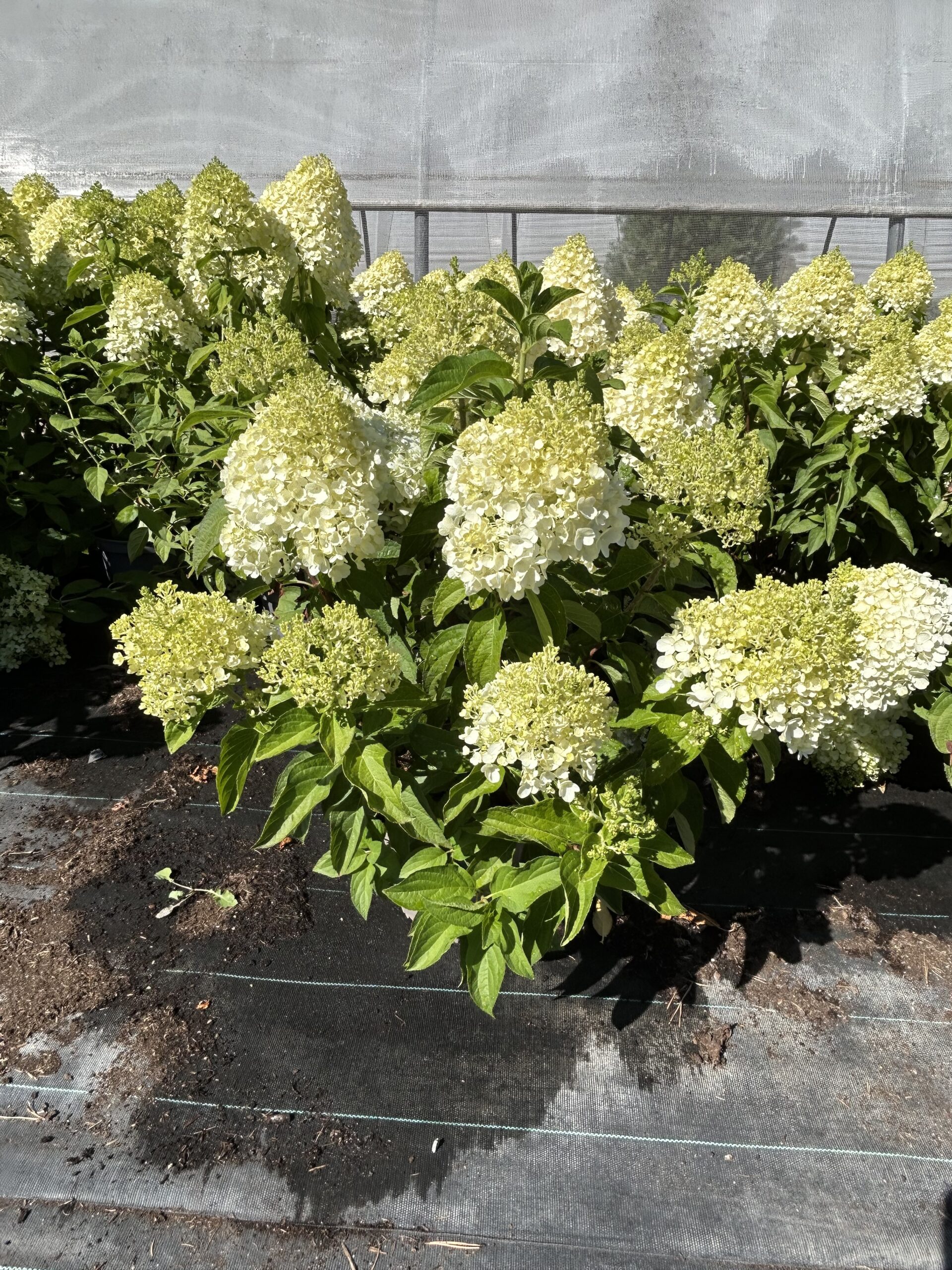 Hydrangea Paniculata POT 20 PROMO