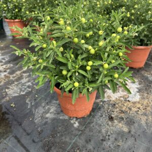 Solanum pot 17