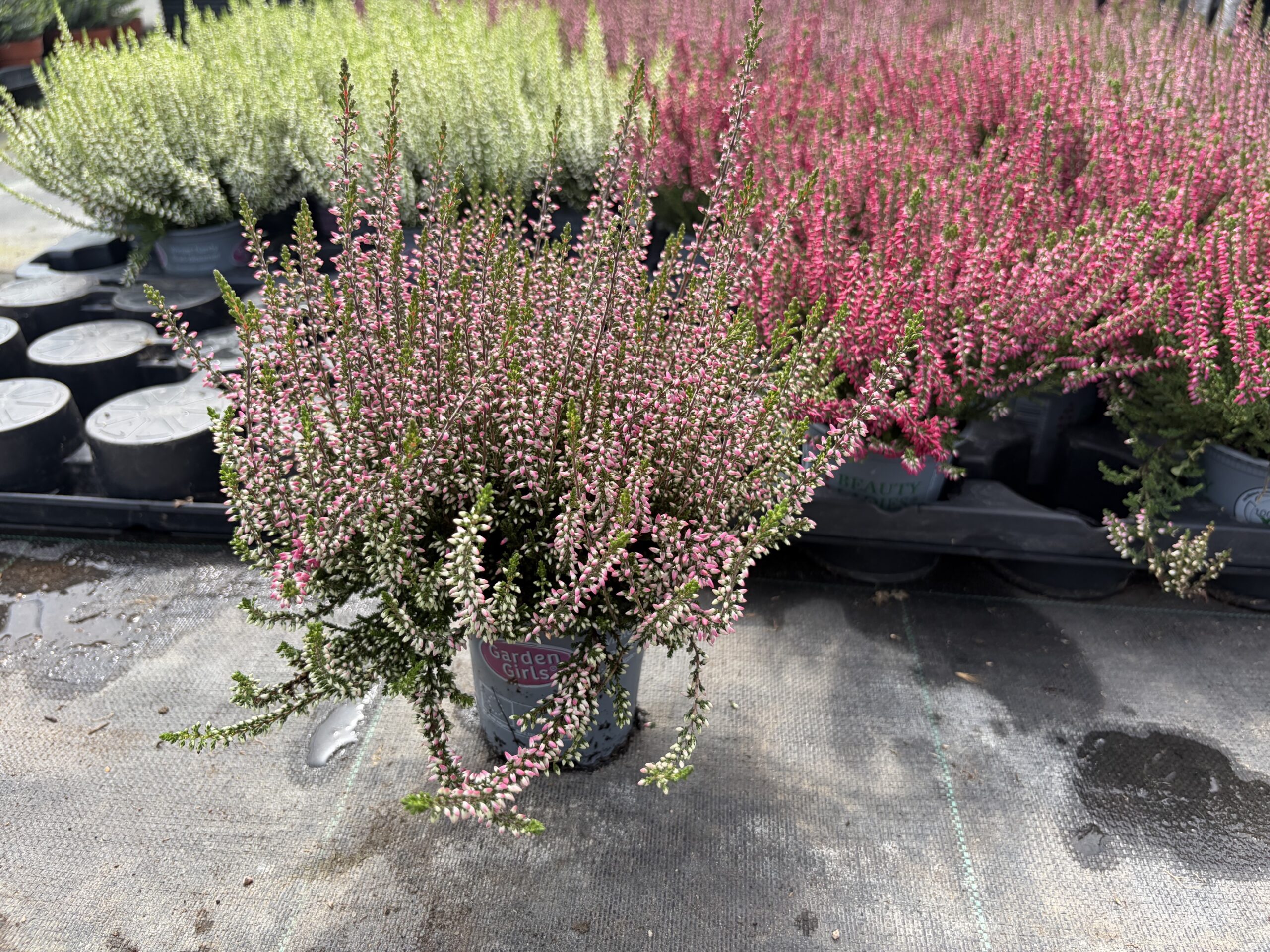 CALLUNA POT 10