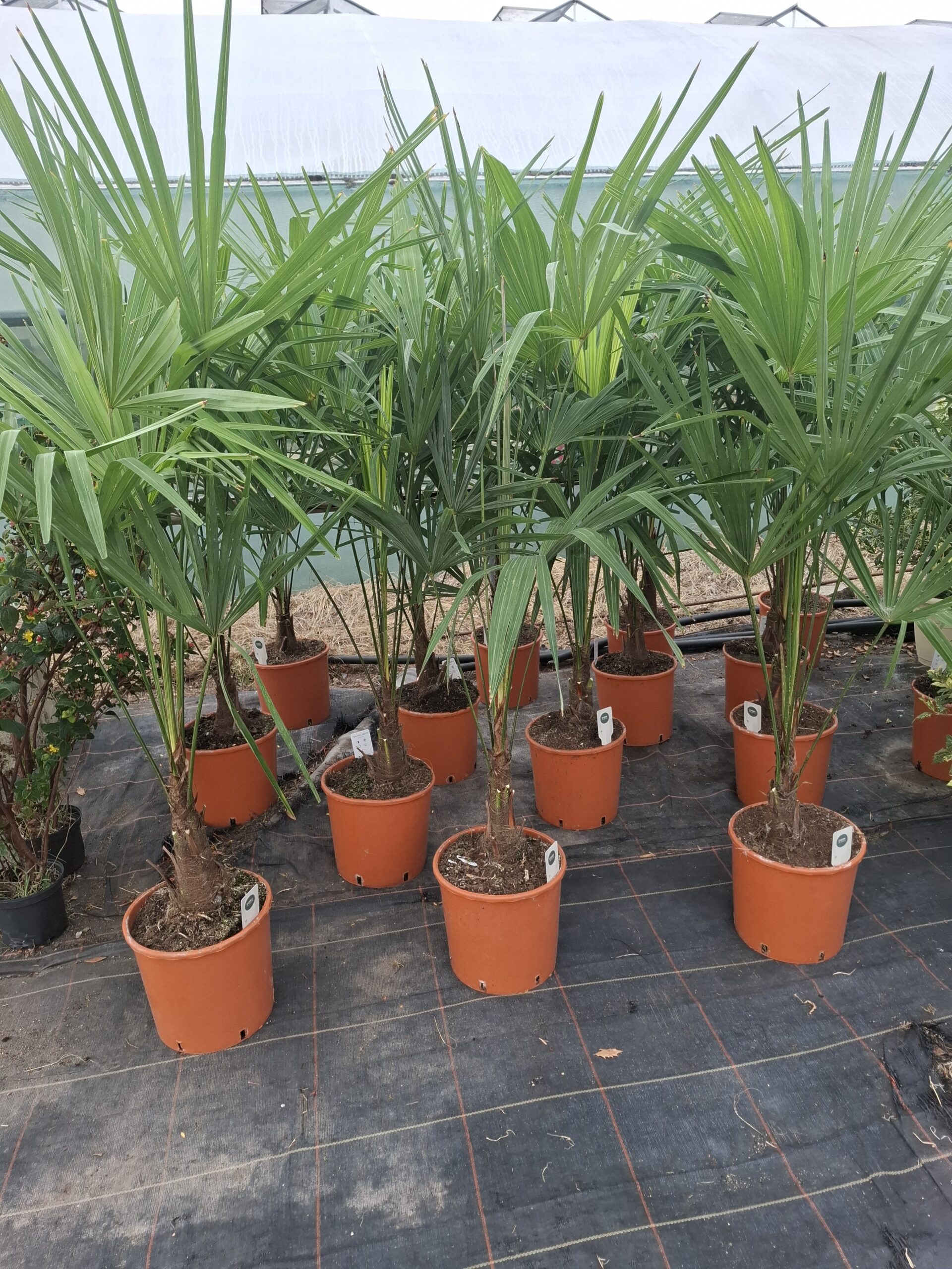 Trachycarpus fortune Pot 27 H140 -15°