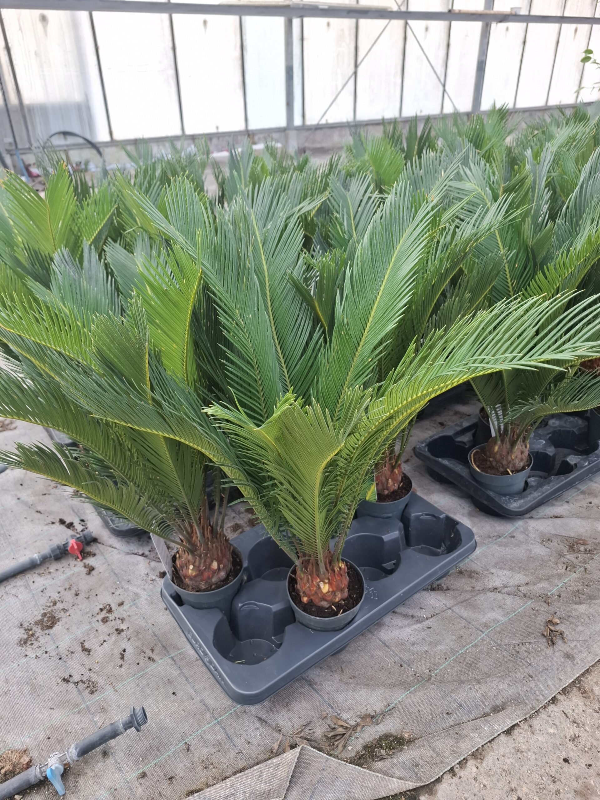 CYCAS pot 14