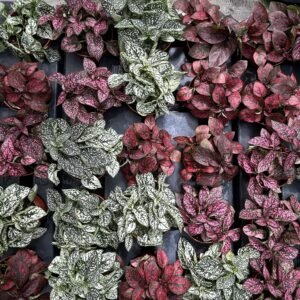 Hypoestes pot 9