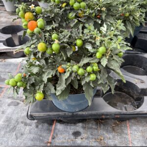 Solanum pot 17