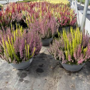 CALLUNA TRIC COUPE 23