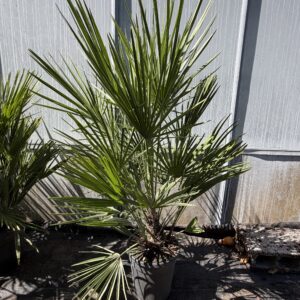 Chamaerops humilis pot 21